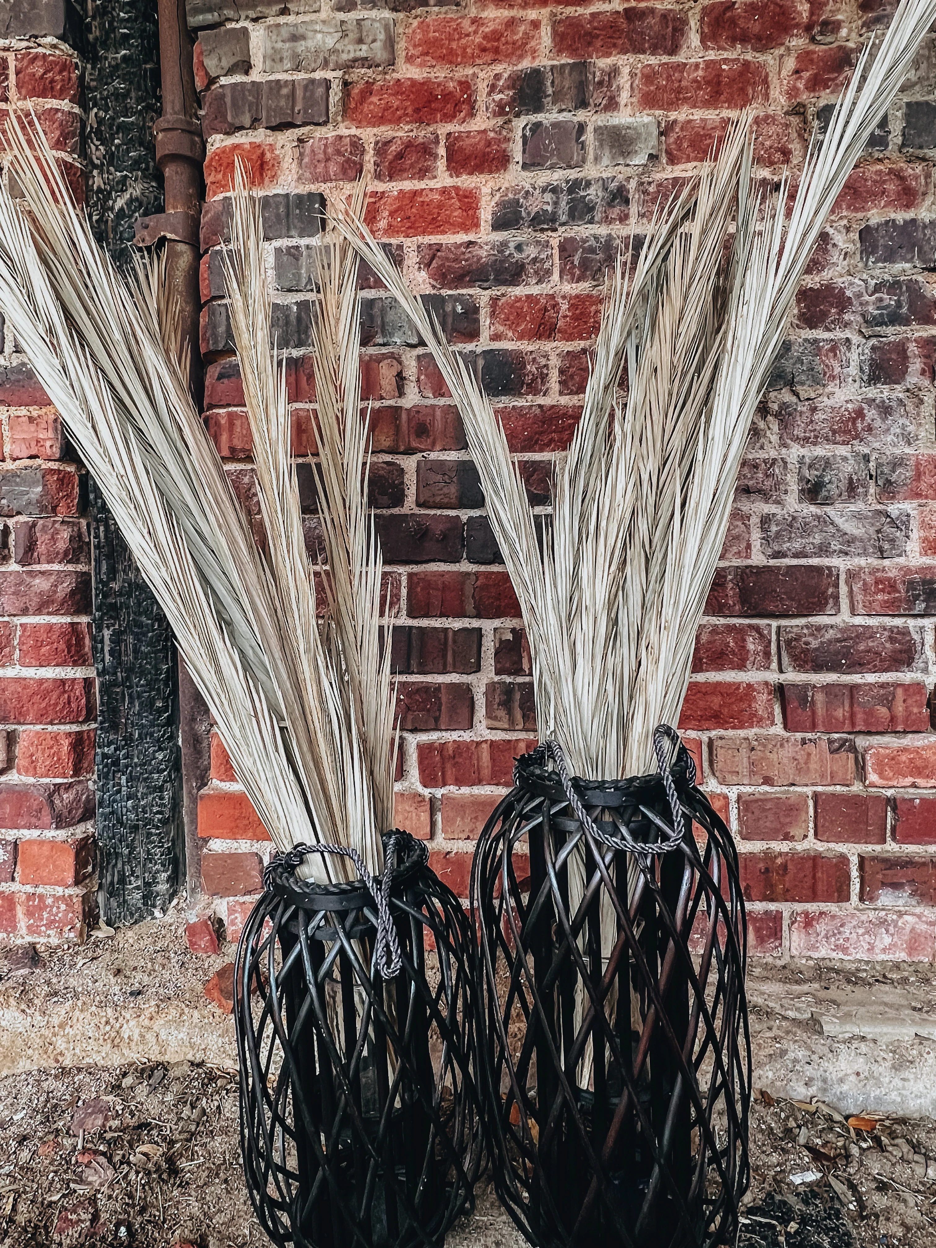 Date Palm Natural Bundle - Image 3