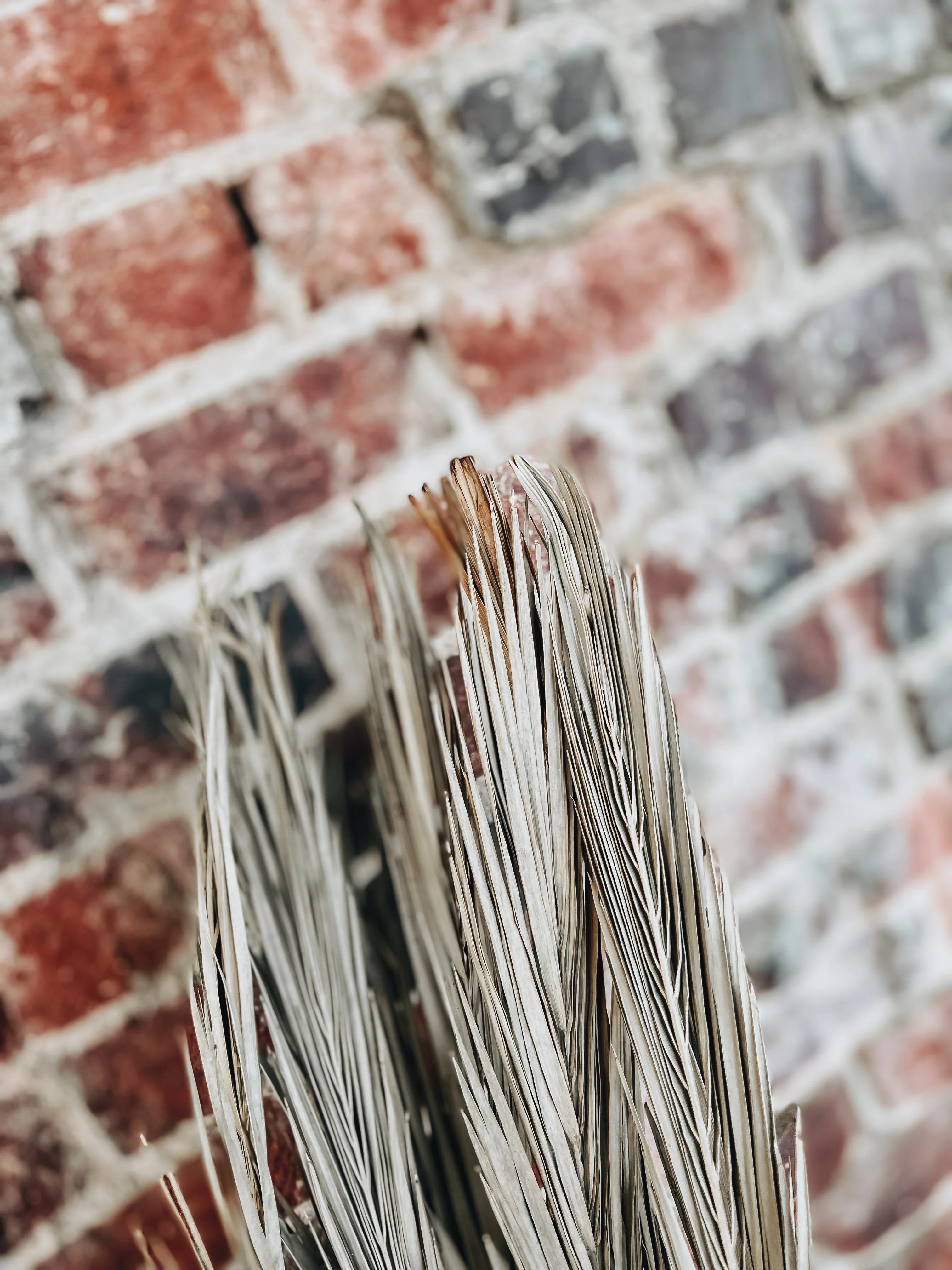 Date Palm Natural Bundle - Image 4