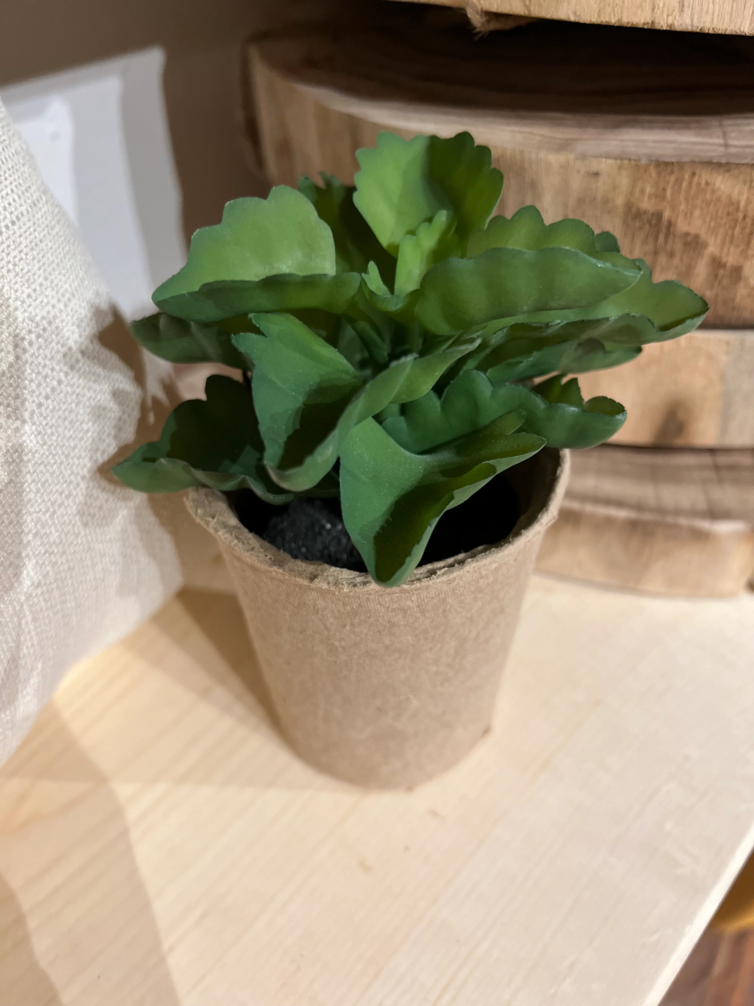 Faux Succulent in Paper Pot - Image 5