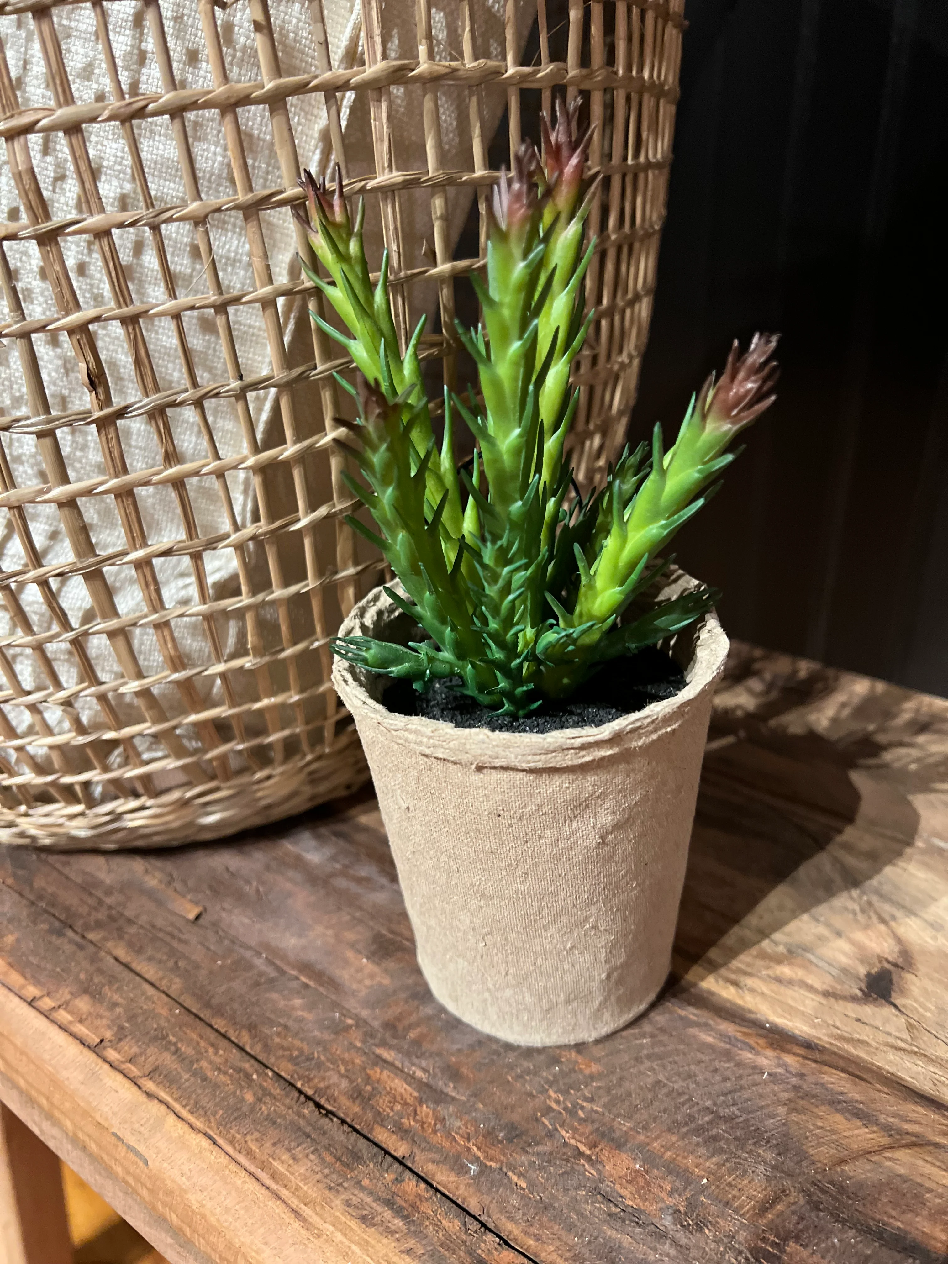 Faux Succulent in Paper Pot - Image 8